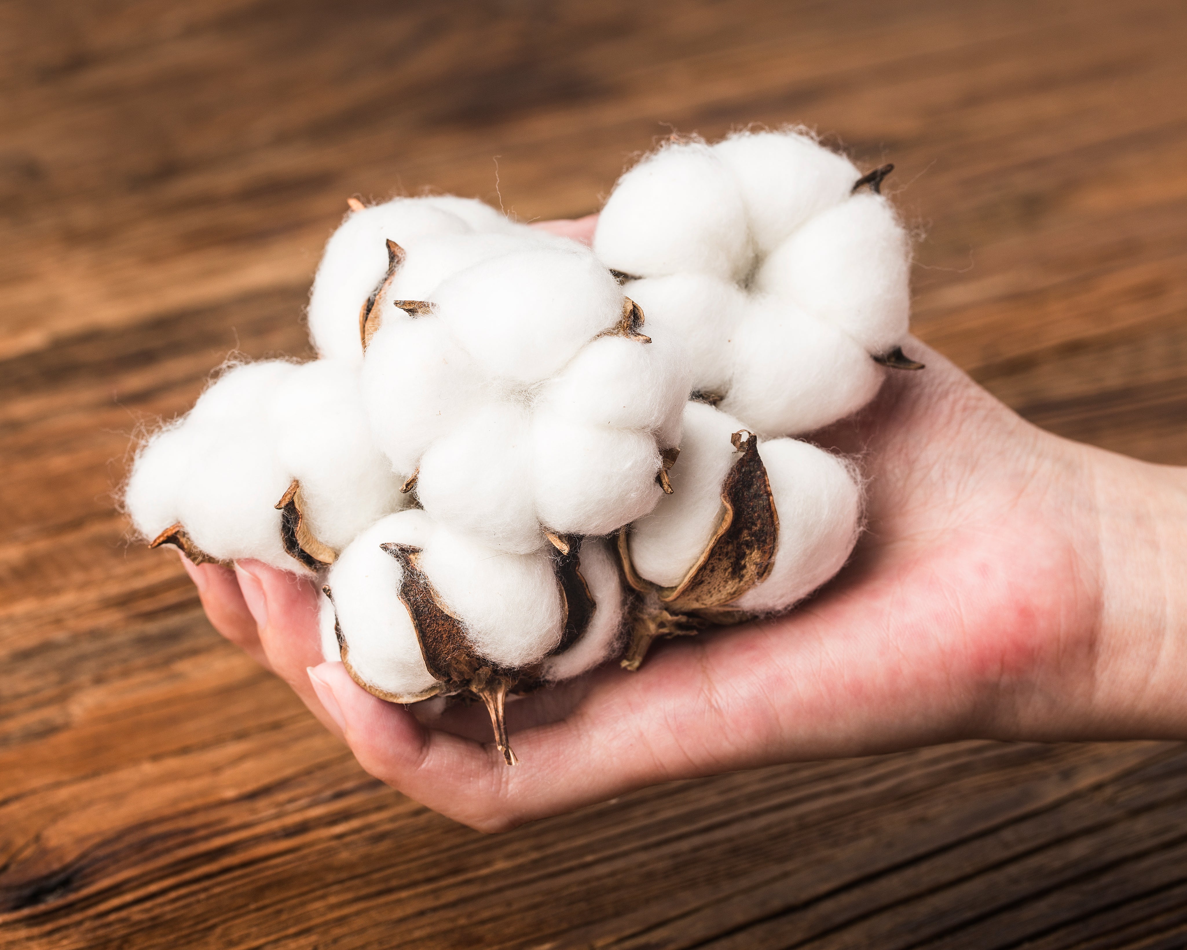 Organic Cotton: The Sustainable Choice for Your Clothes