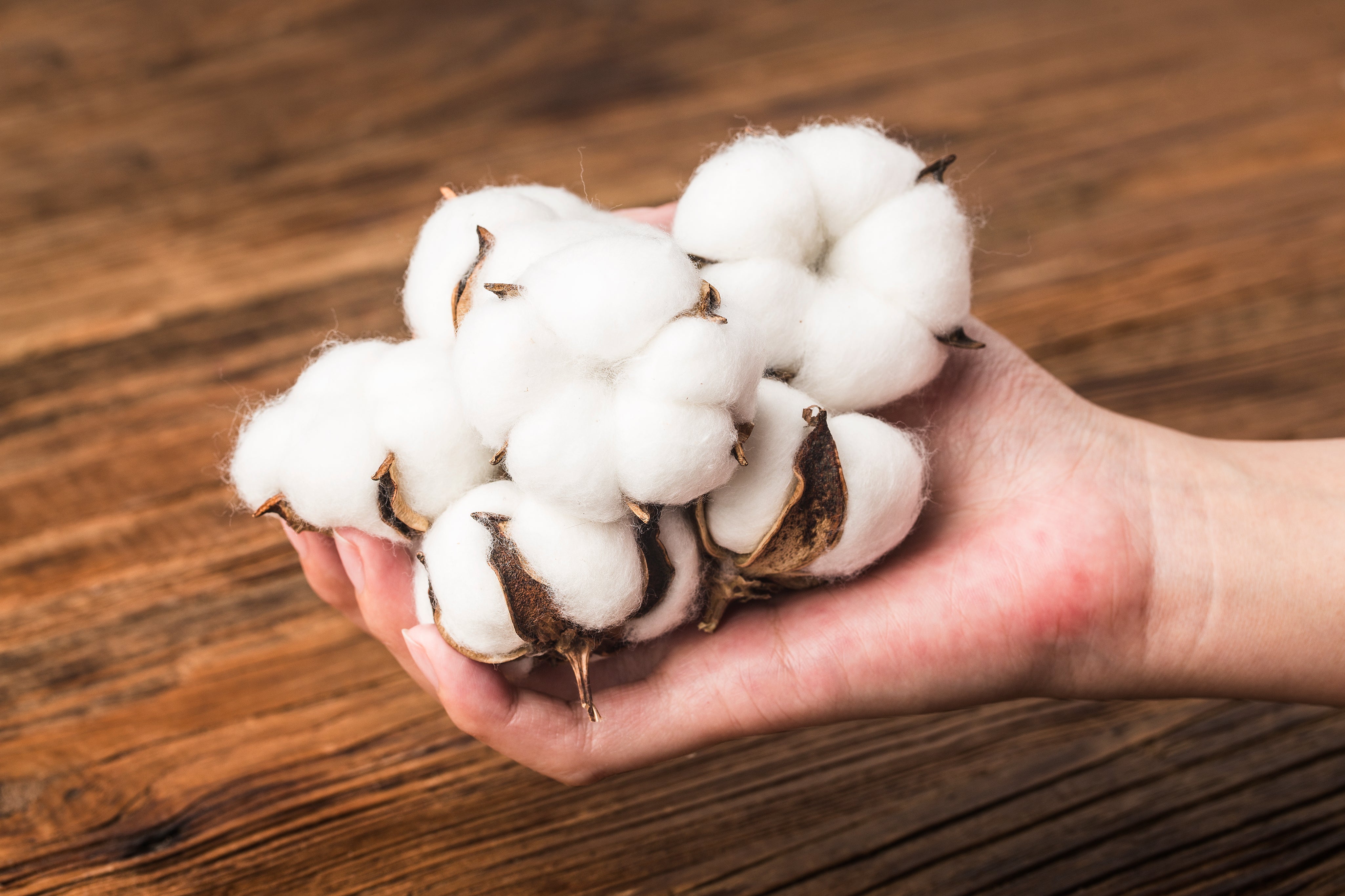 Organic Cotton: The Sustainable Choice for Your Clothes