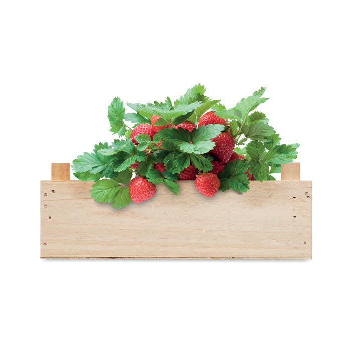 Strawberry Kit In Wooden Crate | STRAWBERRY - MO6506