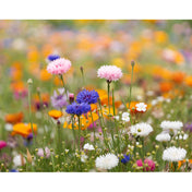 A5 Wildflower Seed Paper Sheet | ASIDE - MO6915